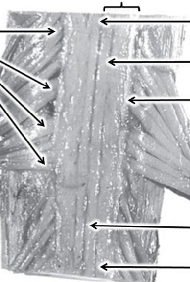 <p>Left and right, top to bottom</p>