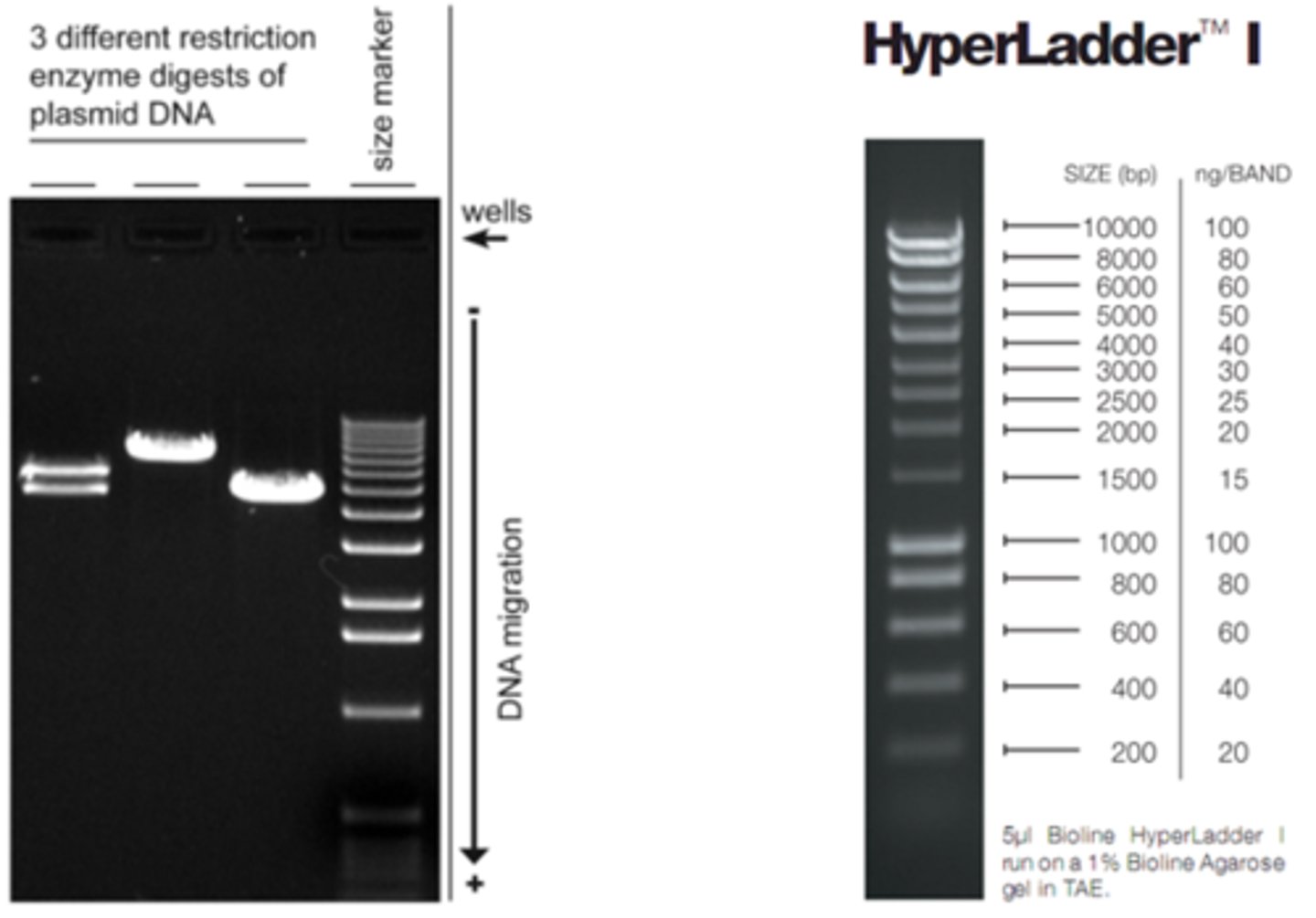 <p>set of known DNA fragments with different sizes in base pairs or kilo bases. these DNA fragments are separated and visualized as DNA bands on a gel. used to determine the size and quantity of DNA fragments</p>