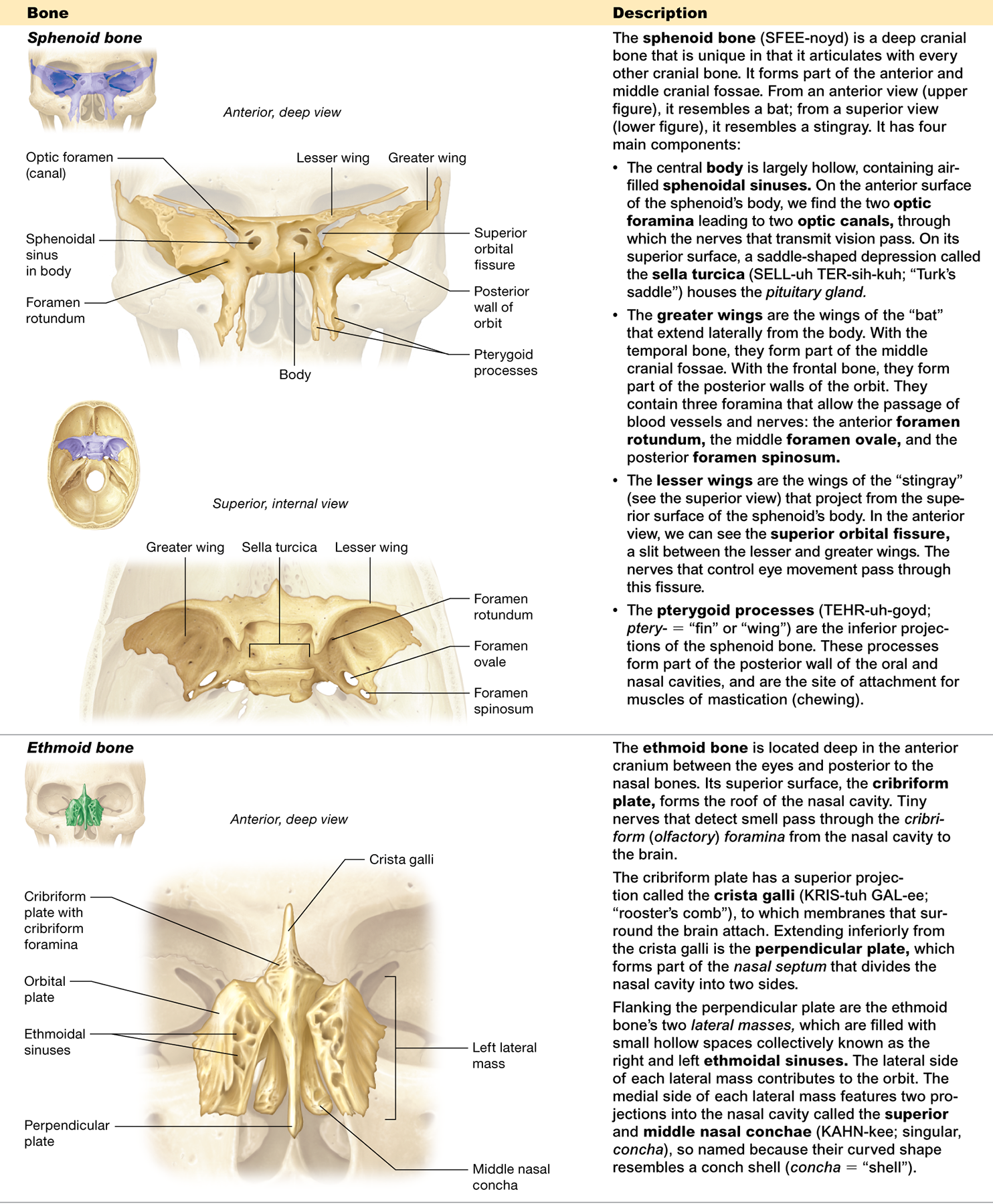 <p><span>the <strong>body, greater wings, lesser wings</strong>, and <strong>pterygoid processes</strong></span></p>
