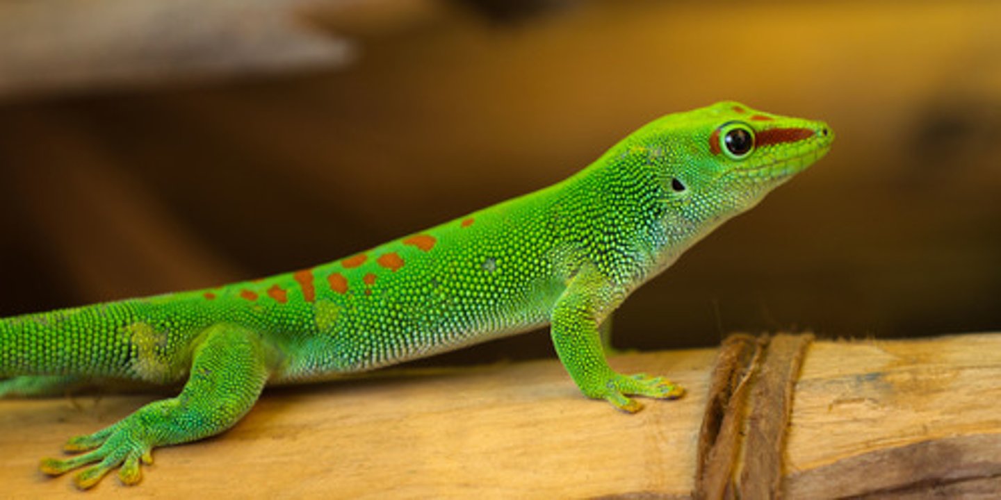 <p>open to or capable of change, fickle</p><p>Synonyms: changeable, variable</p><p>Antonyms: changeless, steadfast, constant</p>