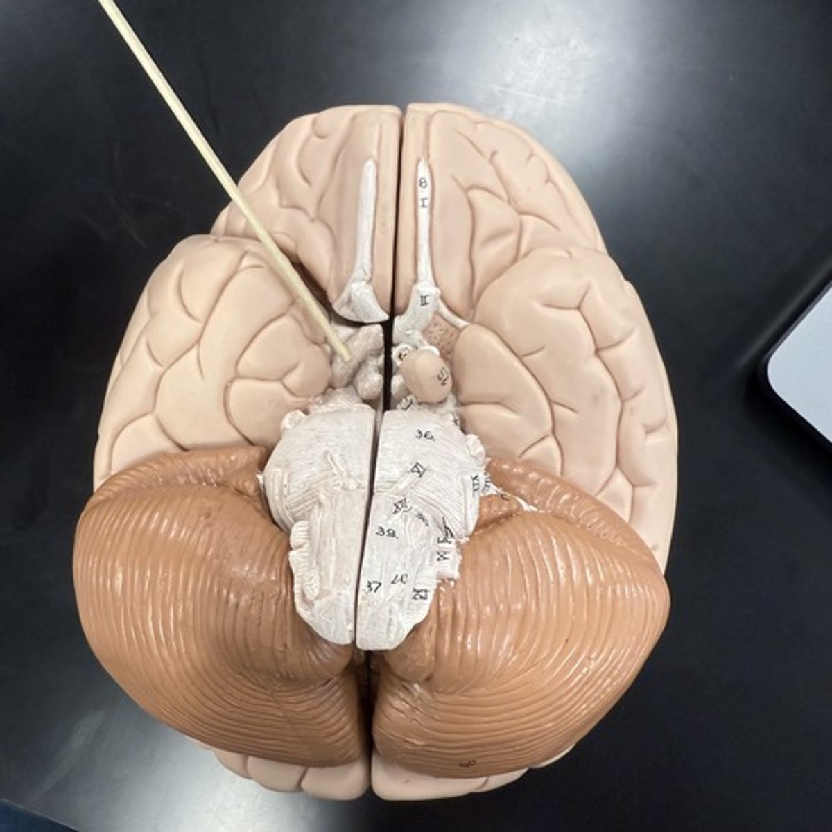 <p>What is this structure?</p>