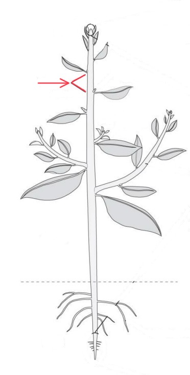 knowt flashcard image