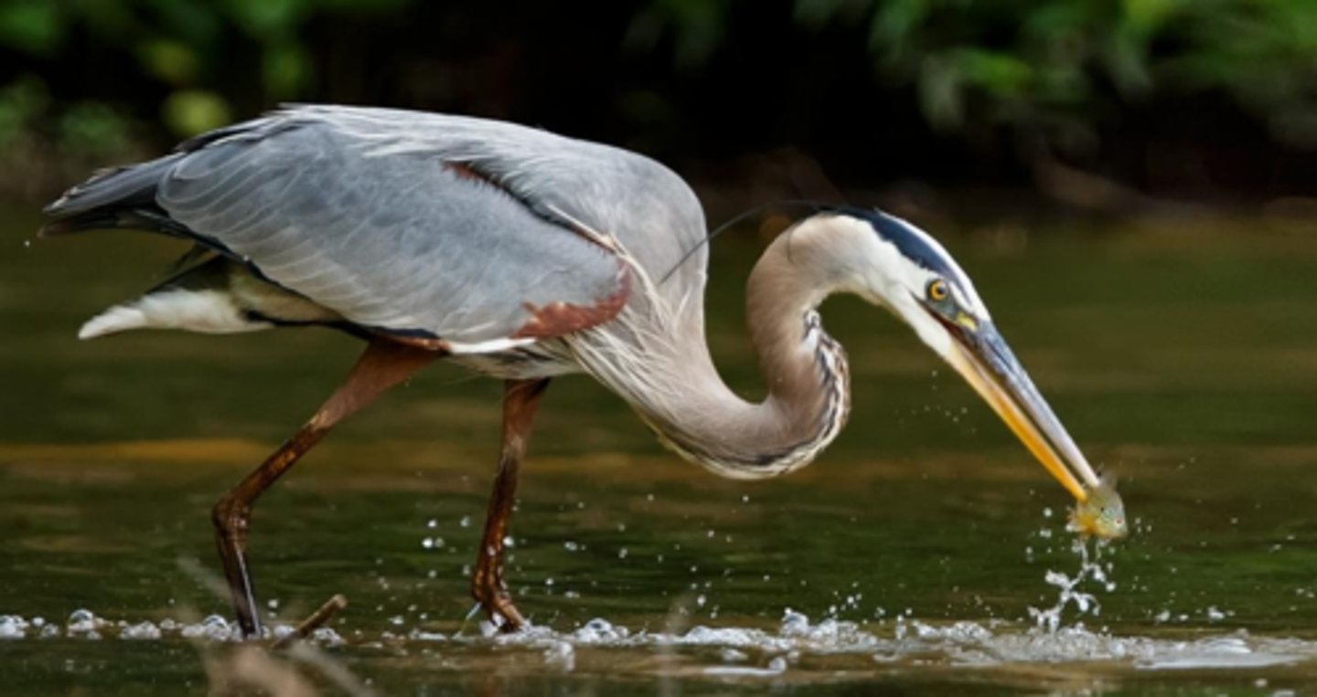 <p>Great Blue Heron (5 facts)</p><p>- 2 Diet/Prey</p><p>- 2 Size/Color</p><p>- 1 Other</p>