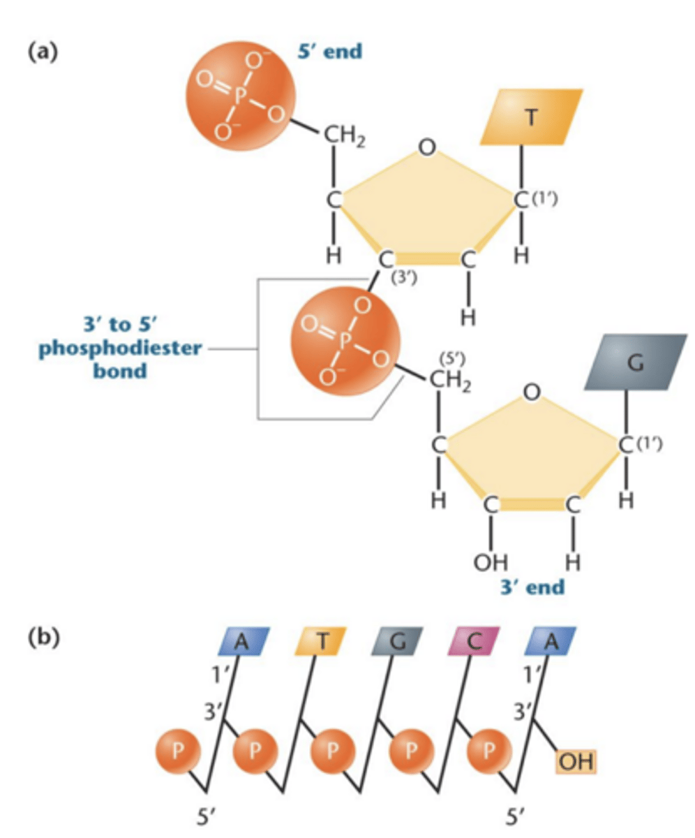 <p>nucleotides are linked by phosphodiester bonds between phosphate group at C-5' position and OH group on C-3' position</p>