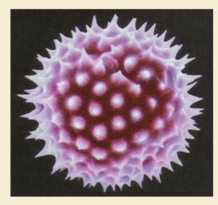 <ul><li><p>Specimen is coated with a thin film of heavy metal e.g gold</p></li><li><p>Electron beam is scanned to and fro across specimen</p></li><li><p>Electrons are reflected from surface are collected + produce an image on a viewing screen </p></li></ul>