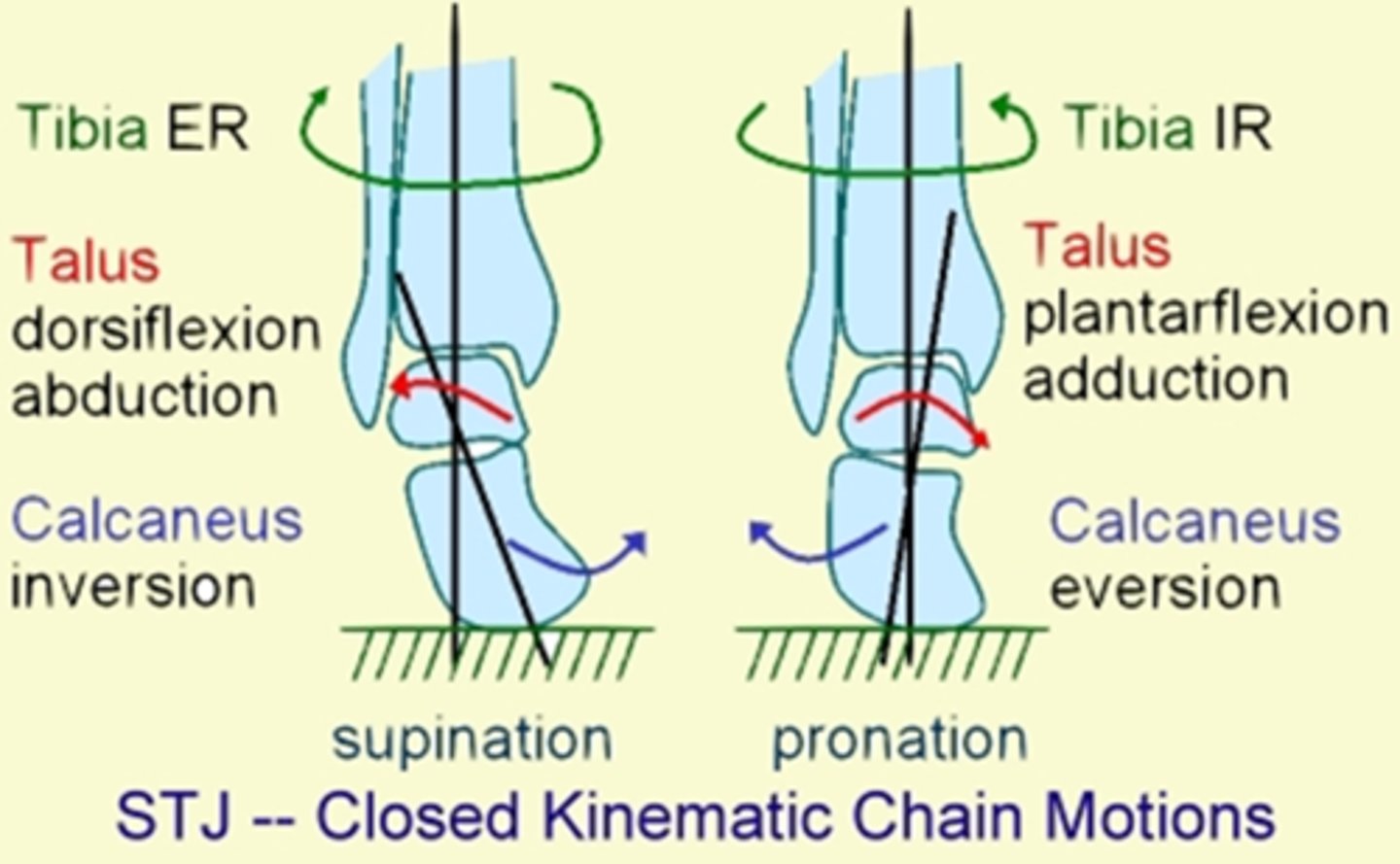 <p>Tibial IR</p><p>Talar PF and ADD</p><p>Calcaneal EV</p>