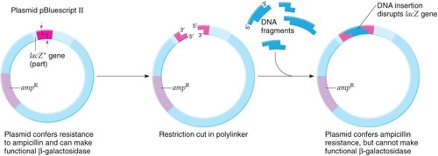 <p>The lacZ+ gene is disrupted, making the plasmid lacZ- and unable to complement E. coli.</p>