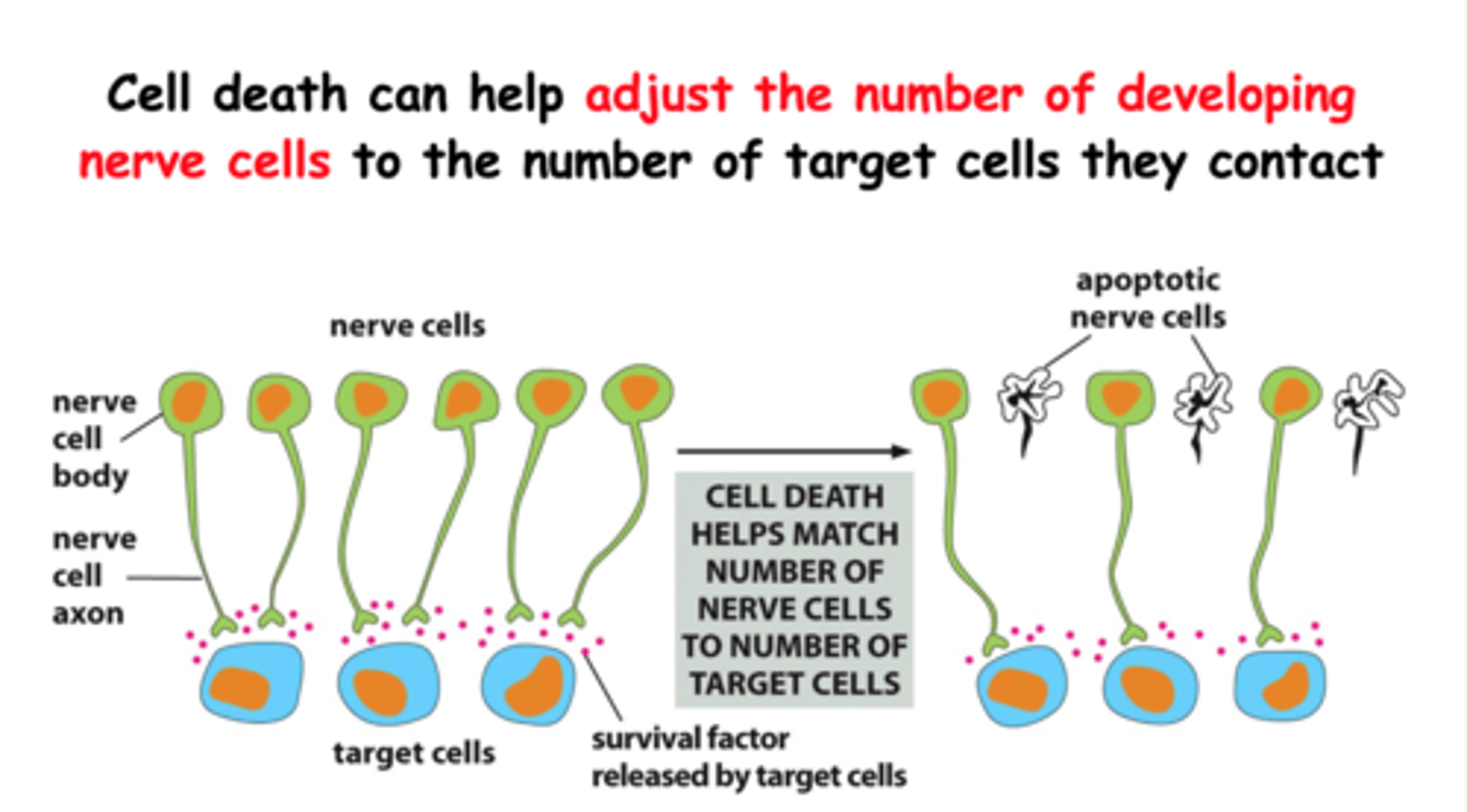 <p>Det finns ett antal target cells som släpper ut survival factors och varje nervcell som binder till survival factors överlever. De nervcellerna som inte binder till survival factors, de dör. Så det är celldöd som hjälper till att matcha antalet nervceller till antalet target cells.</p>
