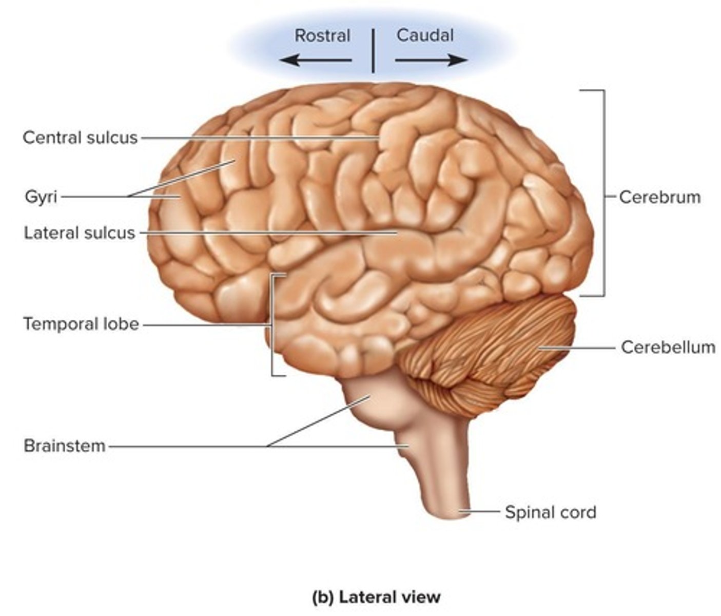 <p>The cerebrum.</p>