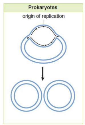 <p>closed, double-stranded circular DNA molecule with a single origin of replication; two replication forks eventually meet, resulting in the production of two identical circular molecules of DNA</p>