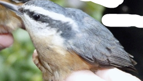 <p>What Bird is this? (and gender)</p>