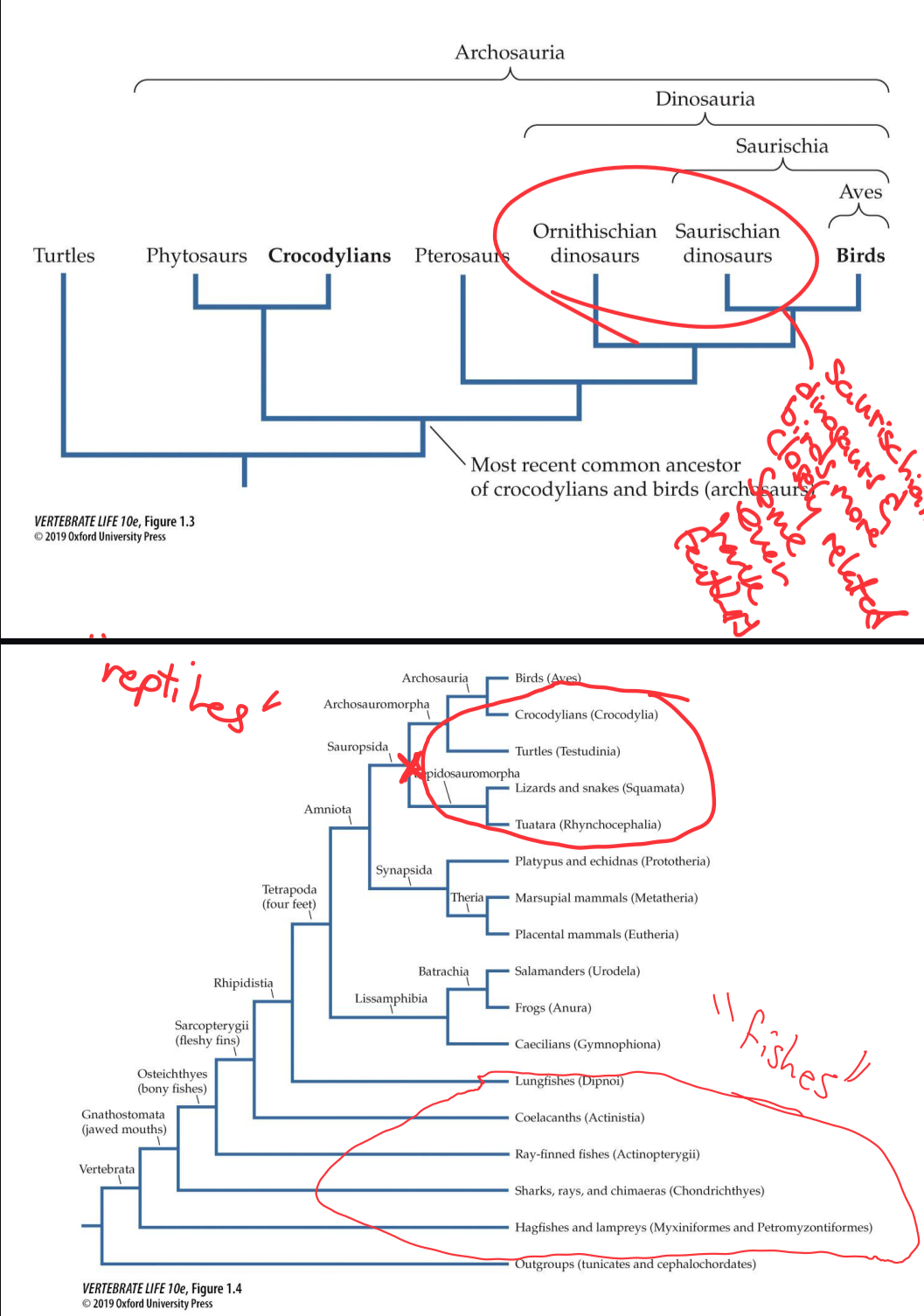 <p>traditional groups are paraphyletic mostly</p><p>some polyphyletic</p><p>Paraphyletic:</p><p>Dinosaurs if birds excluded</p><p>“reptiles” and “fishes”</p><p>Polyphyletic:</p><p>warm blooded (birds and mammals)</p>