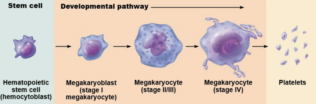 <ul><li><p><span style="color: blue;"><strong>STRUCTURE</strong></span></p><ul><li><p><strong>Cytoplasmic fragments</strong> of <span style="color: purple;"><strong>megakaryocytes</strong></span></p></li><li><p>Blue-staining outer region; purple <span style="color: rgb(0, 0, 0);"><strong>granules</strong></span></p></li><li><p><span style="color: green;"><strong>Normal 150,000-400,000 platelets/ml of blood</strong></span></p></li></ul></li><li><p><span style="color: red;"><strong>FUNCTION</strong></span></p><ul><li><p>Granules contain serotonin and ADP</p></li><li><p>Form temporary platelet plug that helps seal break in blood vessels </p></li></ul></li></ul><p></p>