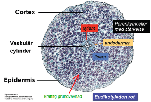 Ett rottvärsnitt består normalt av följande delar: epidermis, cortex, endodermis, pericykel, xylem och floem. Epidermis är yttersta cellskiktet på roten, cortex är mellanlagret, endodermis är det cellskikt som omger de vaskulära vävnaderna, pericykel är en inre cylinder av celler, och xylem och floem utgör växelvis lagrade vaskulära vävnader.