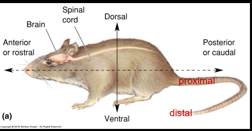 <p>from side to midline</p>