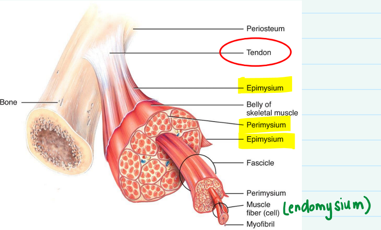 <p>1) <strong>Epimysium-</strong> surrounds entire group of muscle fascicles</p><ul><li><p>Tough fibrous connective tissue</p></li></ul><p>2) <strong>Perimysium- </strong>provides pathway for blood vessels &amp; nerves</p><ul><li><p>Areolar connective tissue</p></li></ul><p>3) <strong>Endomysium-</strong> surrounds each individual muscle fiber</p><ul><li><p>Areolar connective tissue</p></li></ul><p></p>