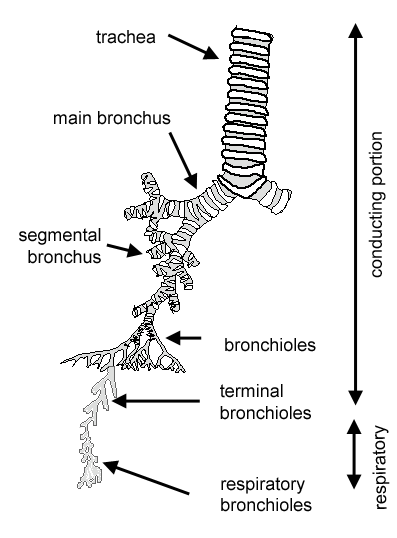 <p>Airways in the lungs that lead from the bronchi to the alveoli.</p>