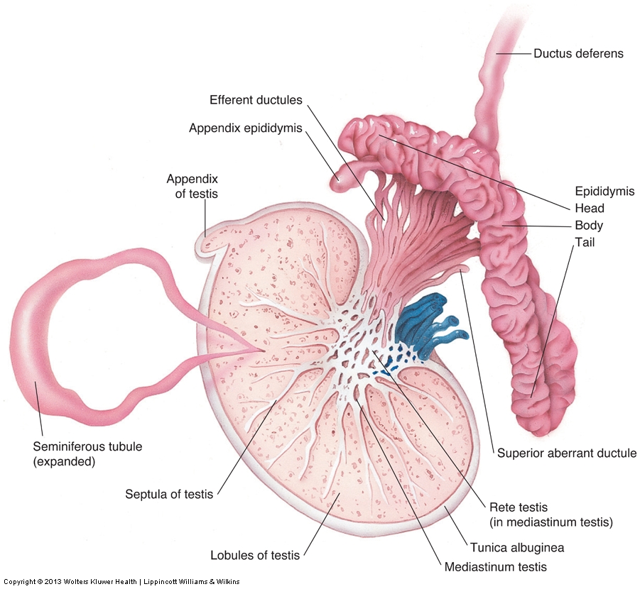 <p>Descend into the scrotum around the ________ of gestation through the inguinal canal.</p>