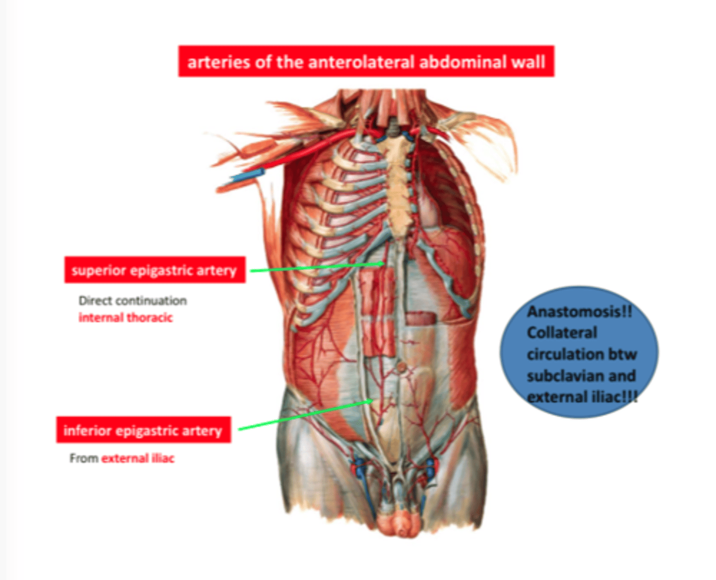 <p>2. The anastomoses of musculophrenic and deep circumflex iliac also represent an anastomosis between the subclavian artery and the external iliac artery</p>
