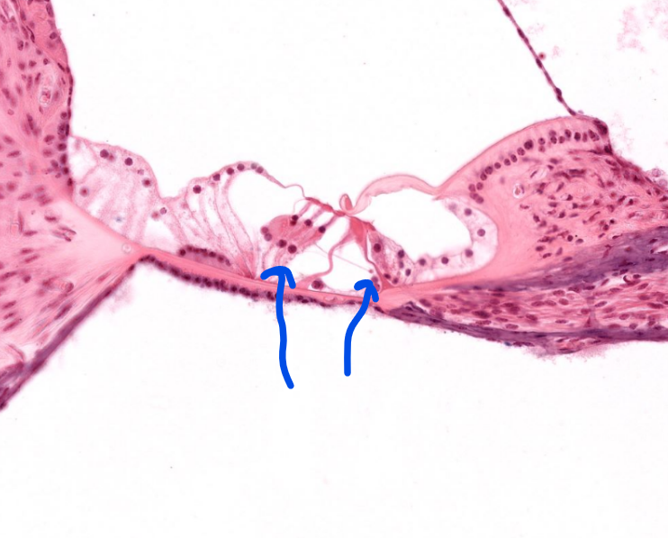 <p>structure</p>