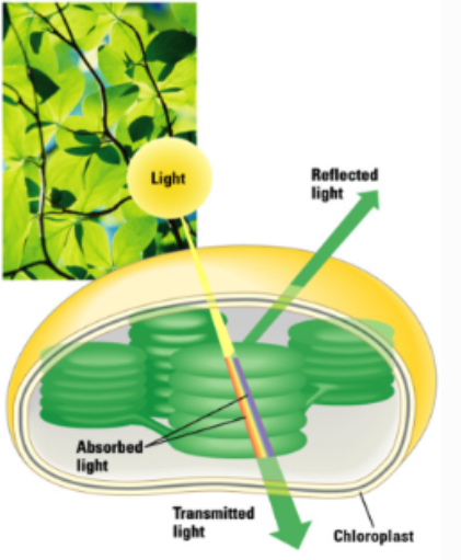 <p>chlorophyll pigments absorb violet-blue and red light, therefore reflect green light</p>