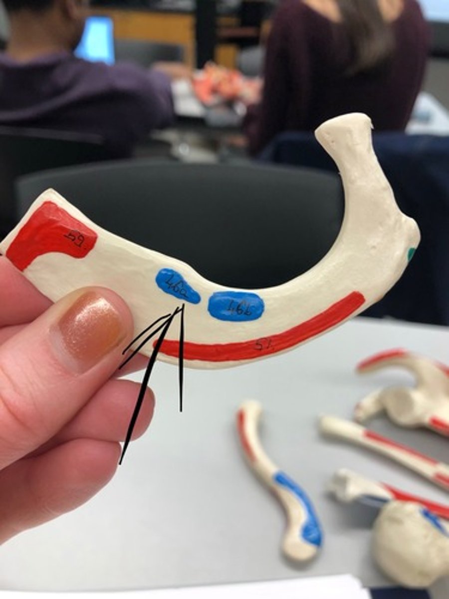 <p>46A</p><p>I: first rib</p>