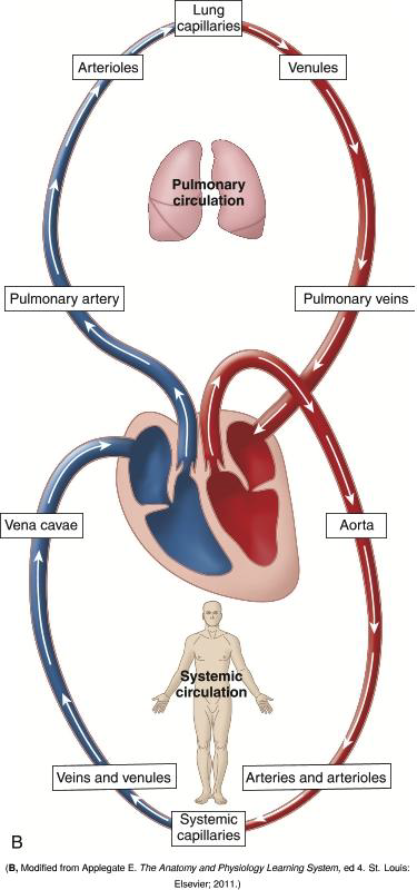 <p>A smaller diameter artery.</p>