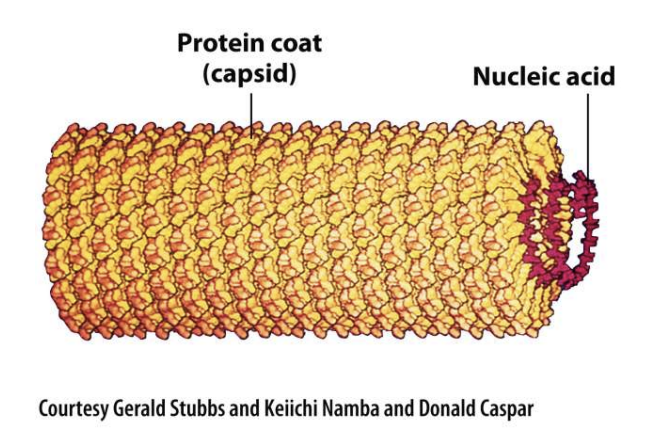<p><strong>Cell</strong></p><ol><li><p>DNA</p></li><li><p>Plasma membrane</p></li><li><p>Cytoplasm + ribosomes</p></li></ol><p><strong>Virus</strong></p><ol><li><p>Genetic material (DNA/RNA)</p></li><li><p>Protein coat (capsid)</p></li></ol><p></p>
