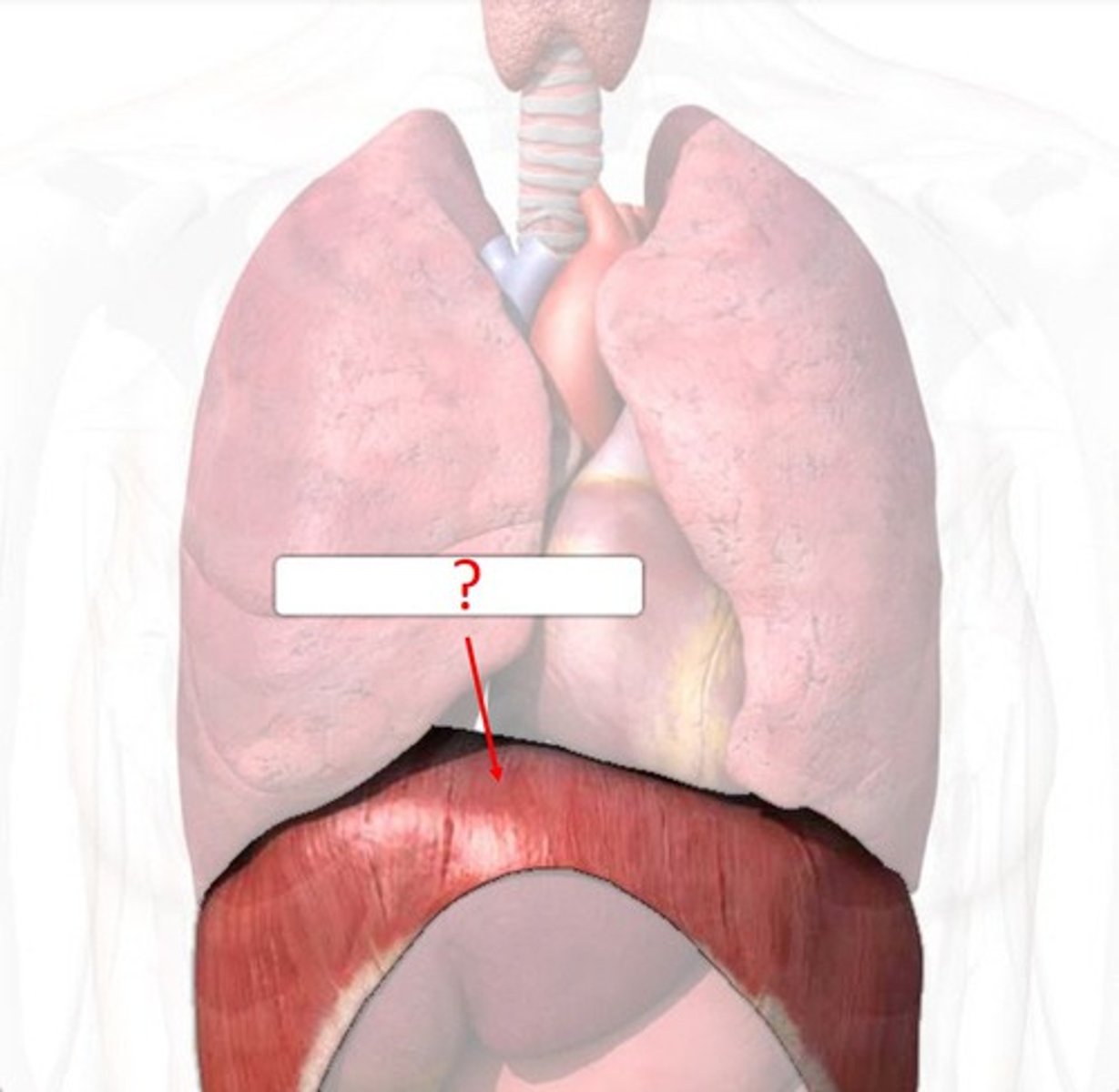 <p>Large, flat muscle at the bottom of the chest cavity that helps with breathing</p>