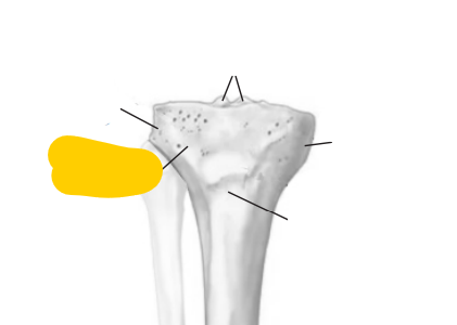 <p><span>quel est cette partie? du tibia</span></p>