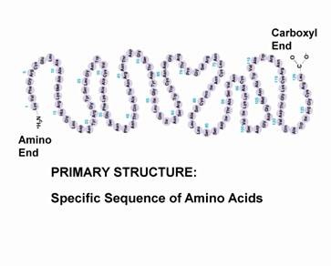 <p>linear chain of amino acids determined by DNA that ends with an amino group or a carboxyl group</p><p>dictates secondary and tertiary structure due to backbone and r groups interacting between the amino acids</p>