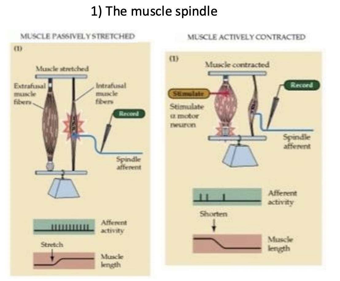 <p>When muscle contracts because it gets too lose?</p>