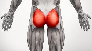 <p>Gluteus Maximus </p>