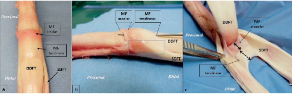 <p>Vad är “MF”? Hör till vad?</p>
