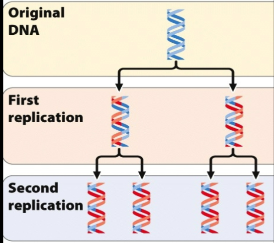 <ul><li><p>DNA Strand both double stranded would break up to multiple fragment and each fragment serves as a template → fragments come together → combination of old and new in both entities </p></li><li><p>Both DNA molecules break down into fragment and serve as a template for the new fragment </p></li></ul><p></p>