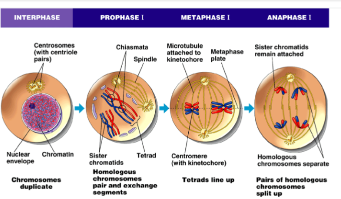 <ol><li><p>Homologous chromosomes (tetrads) line up on plate, one pair one each side</p><ol><li><p>Tetrads: 4 chromatids</p></li></ol></li></ol>