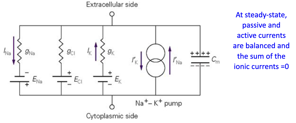 <ul><li><p>Circuit includes conductance through&nbsp;<strong>passive Na+, K+, Cl− pathways</strong>&nbsp;and&nbsp;<strong>active transport </strong>(sodium-potassium pump)</p></li><li><p>At steady-state: sum of all active &amp; passive ionic currents = 0</p></li><li><p>Passive and active currents <strong>balance each other</strong></p></li></ul><p></p>