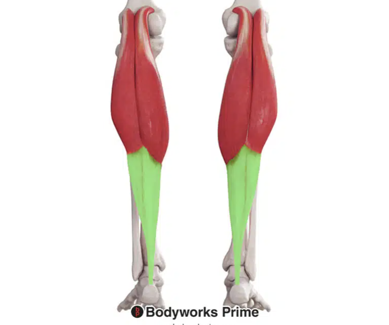 <p>*posterior</p>