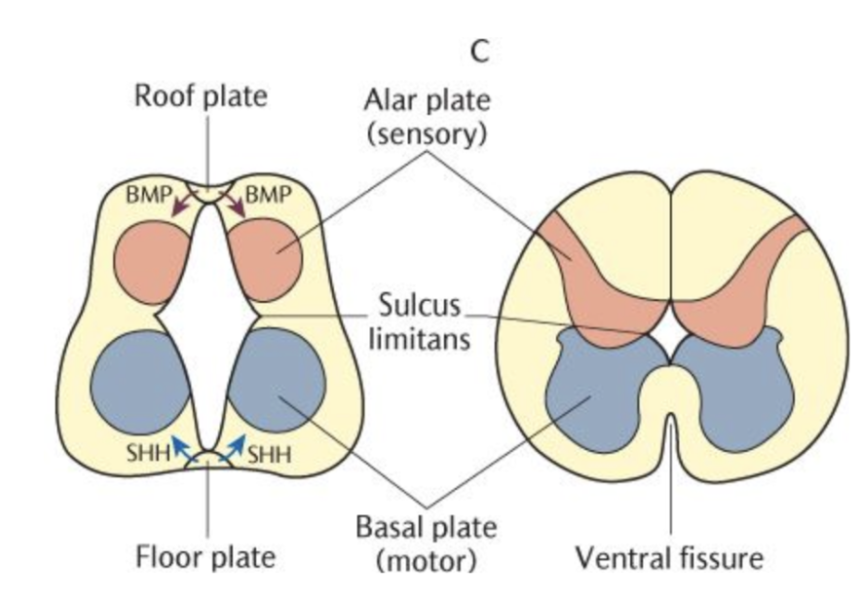<p><strong>Basalplatten</strong> utvecklas till det motoriska framhornet och <strong>alarplattan</strong> till sensoriska bakhornen. Mellan dessa finns<strong> sulcus limitans</strong>. Sidohornen består av visceromotoriska- och sensoriska kärnor. Tak- och golvplattan innehåller axon som korsas över kontraleteralt. </p><p><span>Under fostertiden växer kotorna snabbare än ryggmärgen, därför är slutet av ryggmärgen belägen vid L3 vid födseln. Hos en vuxen slutar ryggmärgen vid L3-nivå.</span></p>