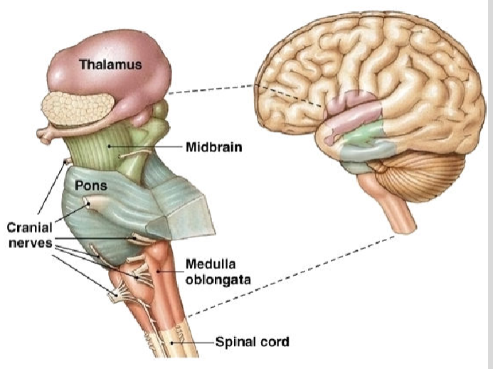 <p>Oldest part of the brain, beginning where the spinal cord swells and enters the skull. responsible for automatic survival functions</p>