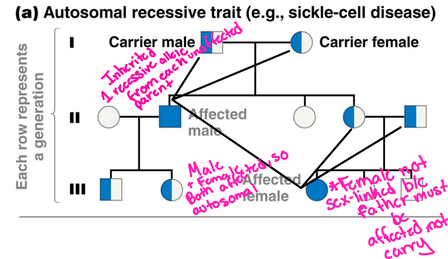 Autosomal recessive traits carried on autosomes pass from both parents onto their child.