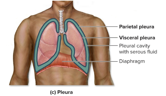 <p>parietal pleura, pleural cavity, visceral pleura</p>
