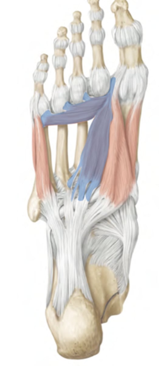 <p>Central compartment</p><p>-lateral plantar nerve</p><p>-Adducts hallux</p><p>-prox: Oblique head= bases of</p><p>metatarsals 2-4; Transverse head: ligaments of the MTP joints</p><p>-distal: Lateral base of 1st proximal phalanx</p>