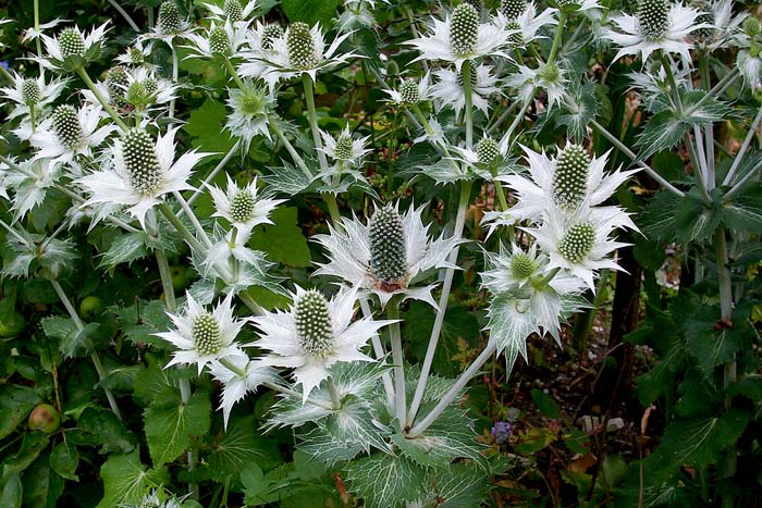 <p>Tall eryngo - <em>Eryngium giganteum ‘silver ghost’</em></p>