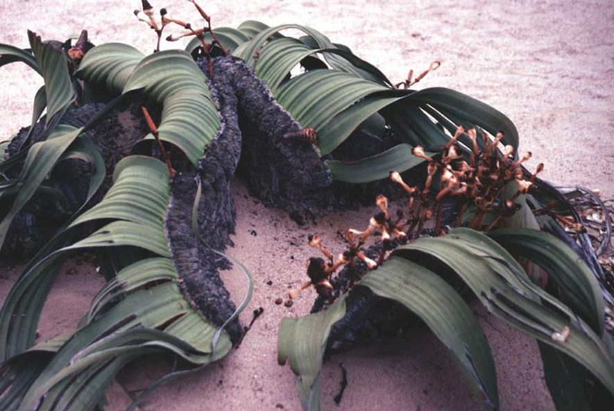 <p>gnetophyte; tree tumbo; native to deserts in southwestern Africa; survives on moisture-laden fogs that drift inland from the ocean</p>