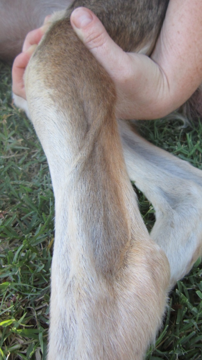 <ul><li><p>Jugular vein</p></li><li><p><span>Cephalic veins (front of front legs)</span></p><ul><li><p><span>Easiest with handler to hold front leg &amp; restrain head</span></p><ul><li><p><span>Hold behind elbow</span></p></li><li><p><span>Use thumb to roll vein to outside</span></p></li><li><p><span>While rolling, push down firmly with thumb</span></p></li></ul></li></ul></li><li><p><span>Lateral saphenous veins (outside lower rear legs)</span></p><ul><li><p><span>Useful for head shy or anxious dogs</span></p></li></ul></li></ul><p></p>