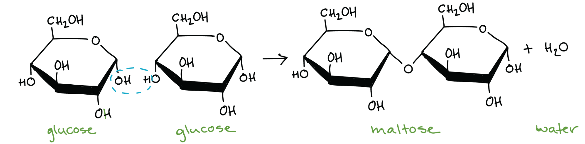 <p>removing water and making a bond</p>