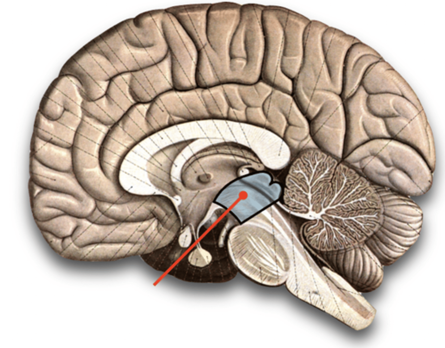 <p>The superior most section of the brainstem found just inferior to the thalamus.</p><p>It serves as a relay station for hearing and visual sensory input to the thalamus</p><p>It is involved in:</p><p>- Visual Reflexes</p><p>- Auditory Reflexes</p><p>Contains the cerebral aqueduct.</p>