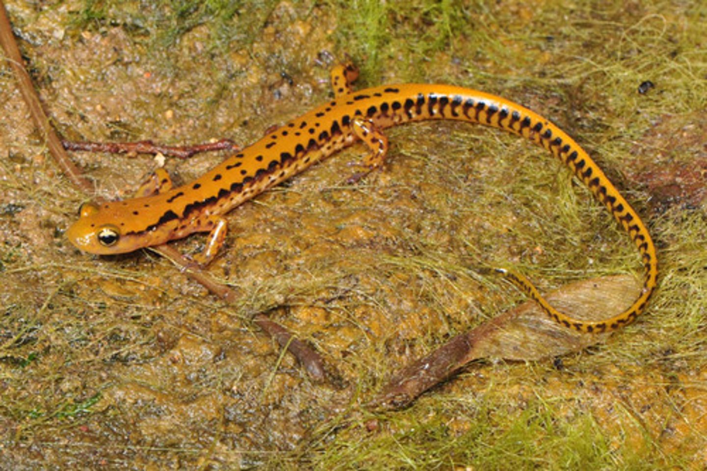<p>What salamander has:</p><p>- Yellow/orange/brown/orange-red coloration</p><p>- Black spots that form broken lines and are more distinct on the tail</p><p>- An unmarked venter</p><p>- A very long tail, about ⅔ of their body length</p><p>- Sexually active males with prominent cirri</p><p>- A range in the Ridge and Valey in NW GA (adults in large aggregates; breed by water)</p>