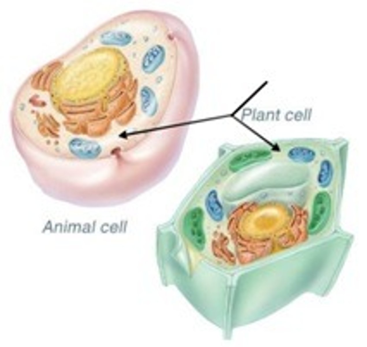 <p>A jellylike fluid inside the cell in which the organelles are suspended</p>